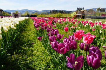 Obraz premium Vibrant Tulip Fields in Bloom at the Base of Mount Hood in Spring, Oregon - オレゴン州 フッド山の麓に広がる色鮮やかなチューリップ畑と春の絶景 