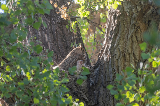 Great Horned Owl in a Nest with Owlet in Springtime in Arizona