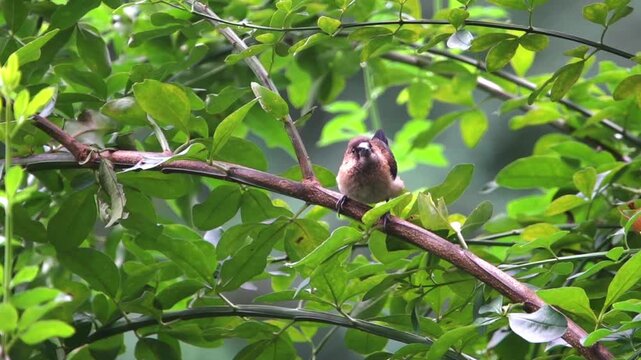 munia (Lonchura) in China, Chengdu