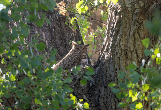Great Horned Owl in a Nest with Owlet in Springtime in Arizona