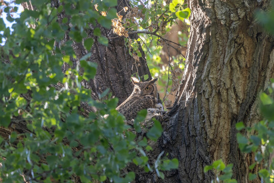 Great Horned Owl in a Nest with Owlet in Springtime in Arizona