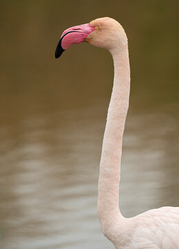 Flamant rose  dans l&rsquo;eau peu profonde.
 Flamingo in Shallow Water