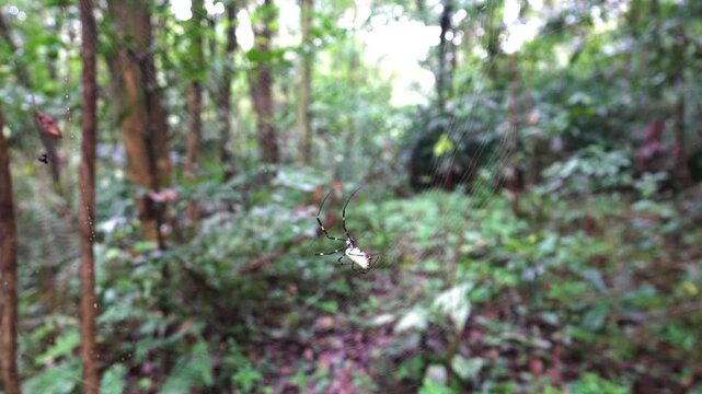 It is like orb-weaver spider Nephila Trichonephila clavata in subtropical forest Р&deg; China, Chengdu