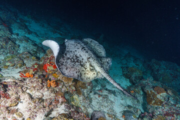 coral reef with fish © Evgenios