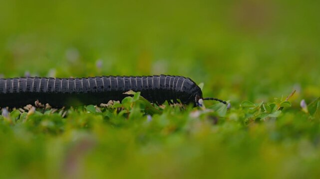 Giant millipede Spirostreptus centrurus crawling through green grass in natural habitat, detailed macro view of a large arthropod moving slowly with many legs, wildlife