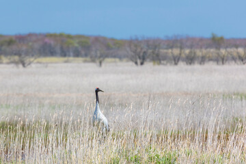 Fototapeta premium Red-crowned crane. Kunashir Island. South Kuriles