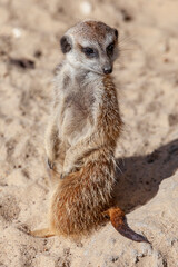 Fototapeta premium Suricata sits on sand close up