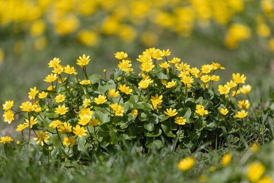 A close-up of a large Caltha palustris bush