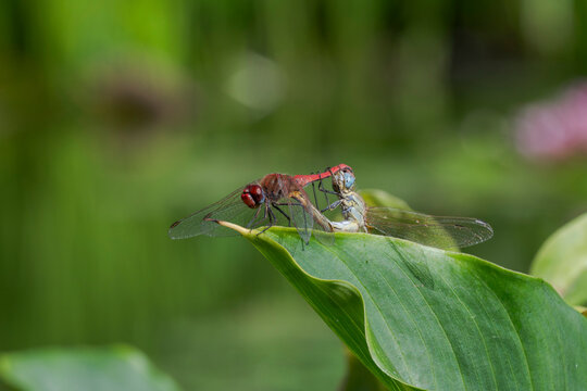 A pair of scarlet dragonflies, Crocothemis erythraea, mating on a green leaf by a pond, with a blurred background of water and foliage. Photo taken in Puerto de la Cruz, Tenerife, Spain
