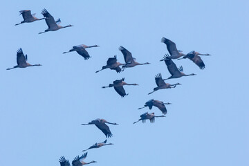 Fototapeta premium European crane in flight, beginning of migration in Northern Europe