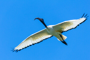 Obraz premium Sacred ibis in flight, beginning of migration in Northern Europe