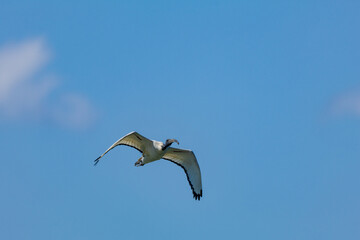 Obraz premium Sacred ibis in flight, beginning of migration in Northern Europe