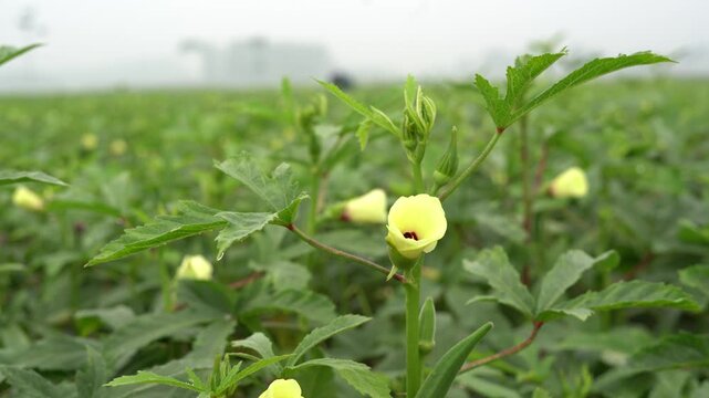 Yellow okra flower blooming in an agricultural field