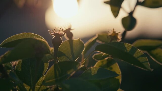 Nature close up details in warm golden hour light