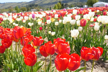 Obraz premium Vibrant Tulip Fields in Bloom at the Base of Mount Hood in Spring, Oregon - オレゴン州 フッド山の麓に広がる色鮮やかなチューリップ畑と春の絶景 