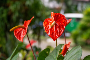 Fototapeta premium Close-up of two bright red heart-shaped Anthurium andraeanum flowers, known as flamingo flower or pigtail plant, with green leaves and a blurred tropical background, natural light.