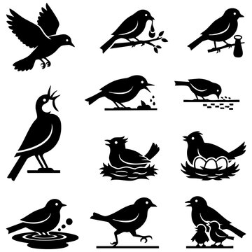 Detailed bird behavior silhouettes set featuring various avian activities like nesting singing flying and feeding young chicks