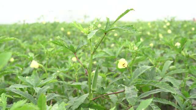 Okra plant with flower growing in a green agricultural field