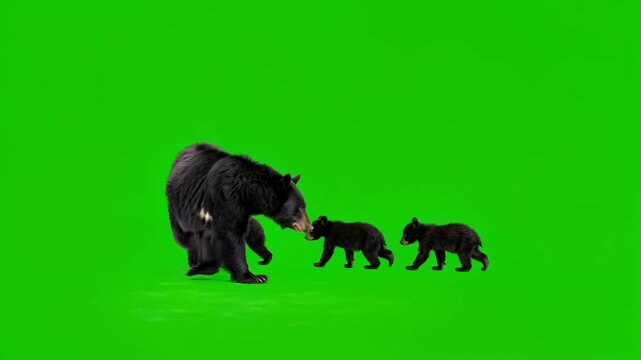 mother black bear with three cubs walking isolated on green screen background for vfx projects video