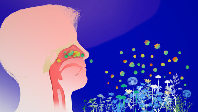 3D illustration of a human head silhouette with the upper respiratory system (ENT). Breathing in flower pollen that triggers spring allergies and nasal irritation. 