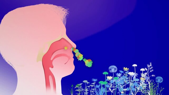 3D animation of a human head silhouette with the upper respiratory system (ENT). Breathing in flower pollen that triggers spring allergies and nasal irritation. 