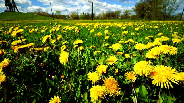 Field of Blooming Yellow Dandelions in Public City Park. Spring Meadow with Bright Flowers