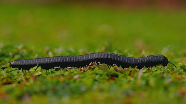 Giant millipede Spirostreptus centrurus crawling through green grass in natural habitat, detailed macro view of a large arthropod moving slowly with many legs, wildlife