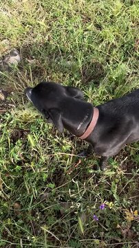 Saluki dog
