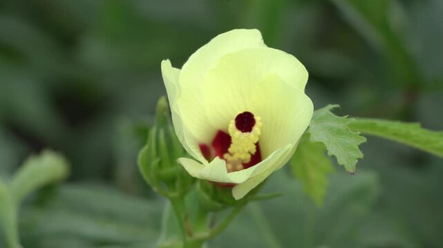 Yellow okra flower blossoming on a green plant stem