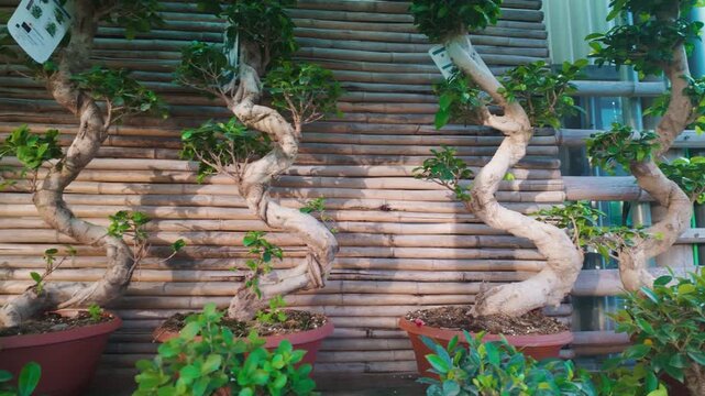 Beautiful shaped bonsai trees with thick twisted wooden trunks and green leaves in terracotta pots against a natural bamboo fence evoking peaceful zen gardening and traditional asian plant horticultur