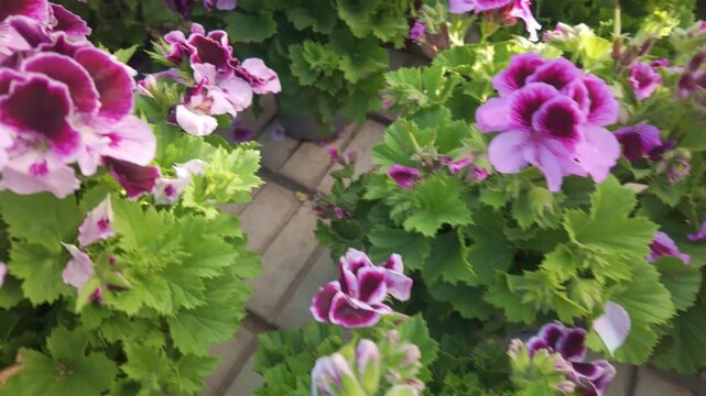 Beautiful blooming pink and purple pelargonium geranium flowers with lush green leaves growing outdoors in a sunny spring garden setting representing vibrant floral beauty and peaceful natural seasona