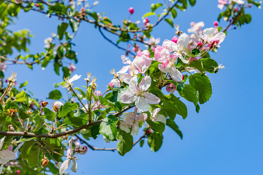 Apfelbl&uuml;te