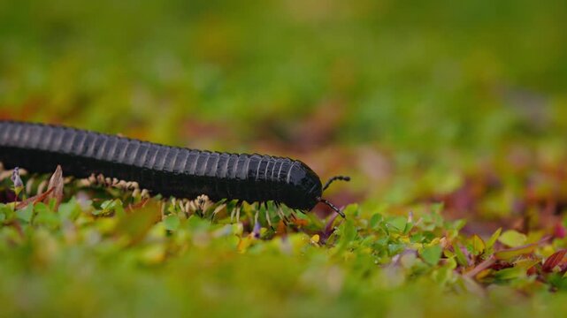 Giant millipede Spirostreptus centrurus crawling through green grass in natural habitat, detailed macro view of a large arthropod moving slowly with many legs, wildlife