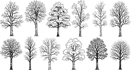 Obraz premium Set of trees in silhouettes. Also in vector format. Create many more shapes of trees from leaves and trees bottom row. 