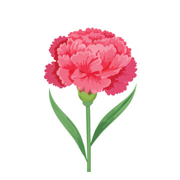 Vibrant pink carnation isolated on white background botanical illustration