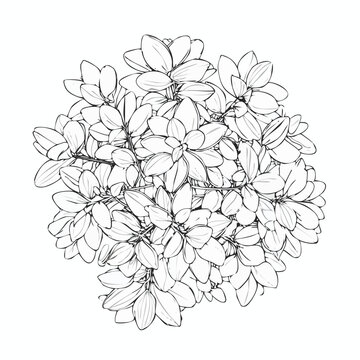 Hand drawn hydrangea flower cluster sketch vector illustration with hydrangea botanical illustration monochrome isolated ornamental blooming sketchbook detailed decorative stylized creative