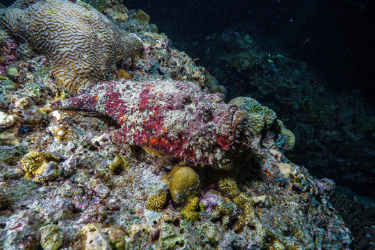 stonefish