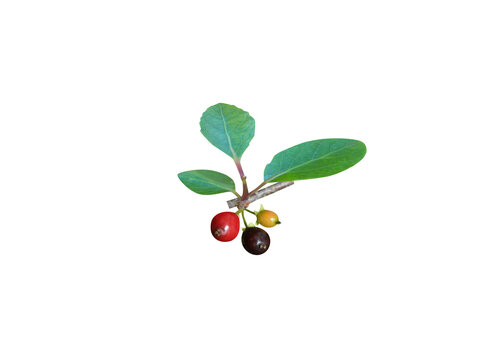 Xylosma longifolia or Longleaf Logwood stem with fruits isolated on a white background