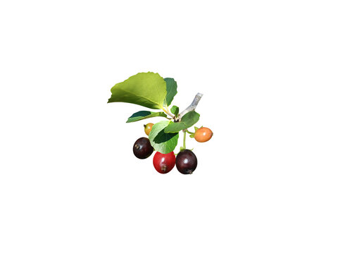 Xylosma longifolia or Longleaf Logwood stem with fruits isolated on a white background