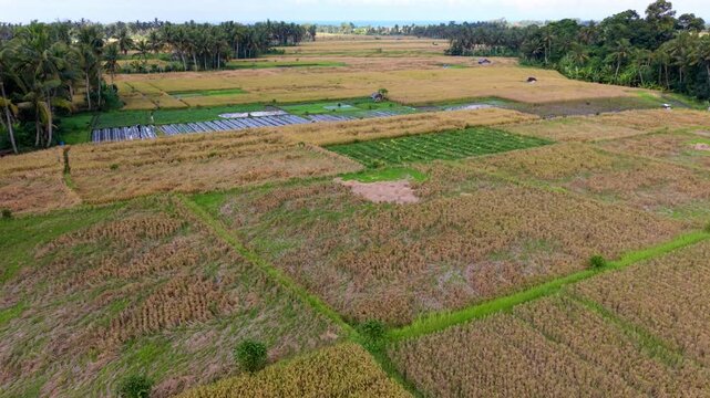 Aerial View of Scenic Rice Fields and Subak Irrigation System in Bali