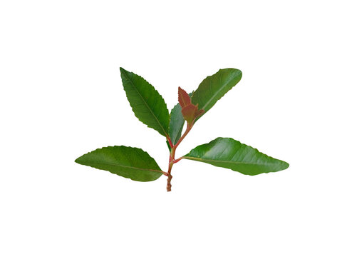 Xylosma longifolia or Longleaf Logwood plant branch isolated on a white background