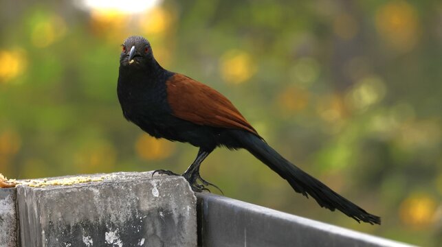 Greater Coucal  