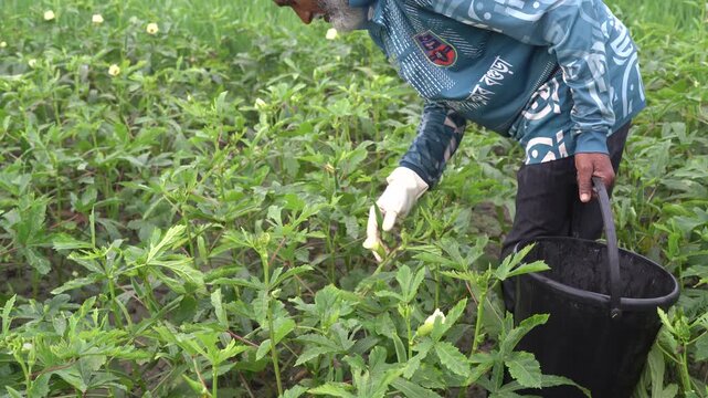 Agricultural worker harvesting fresh okra in a green field