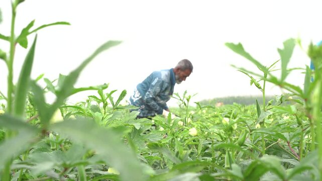 Farmer harvesting fresh okra in a green agricultural field