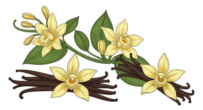 Botanical hand drawn illustration of vanilla orchid flowers, green leaves, and dried brown pods in sketch style.