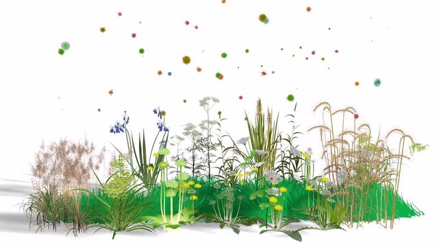 3d animation of wildflowers and plants seen from the front. Spreading pollen and dandelion seeds that trigger spring allergies. Graphic style with flat colors.