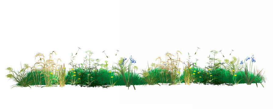 3D illustration of wildflowers and plants seen from the side. Spreading pollen and dandelion seeds that trigger spring allergies. Graphic style with flat colors on a white background.