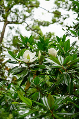 White magnolia grandiflora flowers blooming on a tree. Botanical nature background for organic cosmetics, southern magnolia blossom, perfume ingredients and floral aesthetic beauty concept. © GRON777