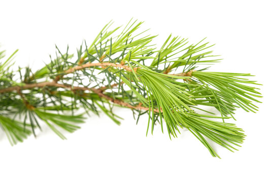 Cedrus deodara branch