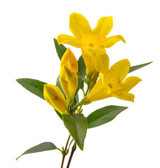 Obraz premium Yellow jessamine flowers